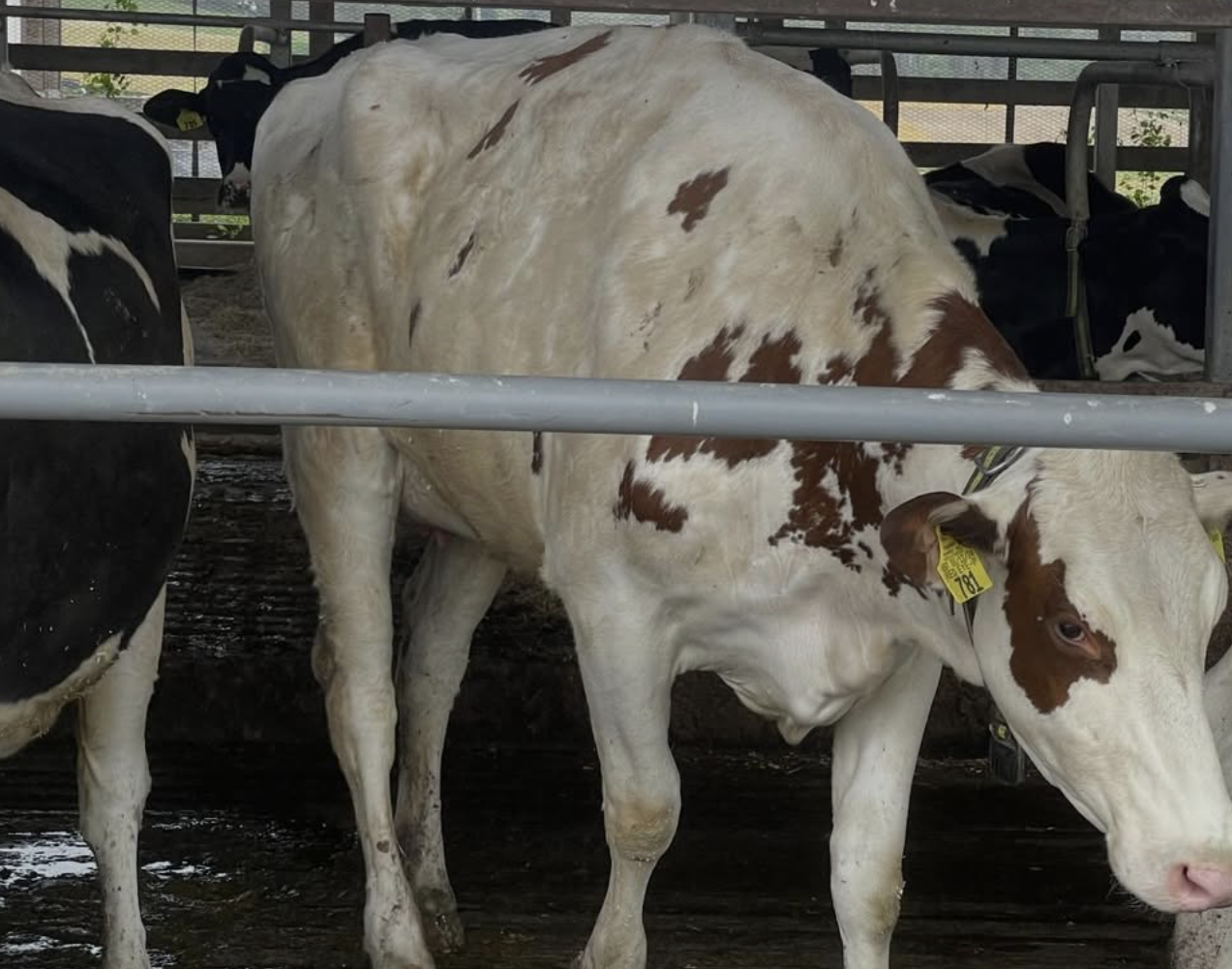 Dairy sample context image from collaboration visit