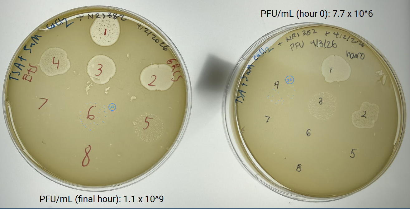 Two plates from the phage lysis challenge experiment